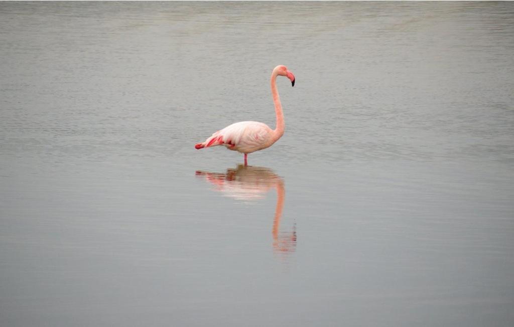 Vacances En Camargue Proche De La Mer Climatise เอก-มอร์ต ภายนอก รูปภาพ